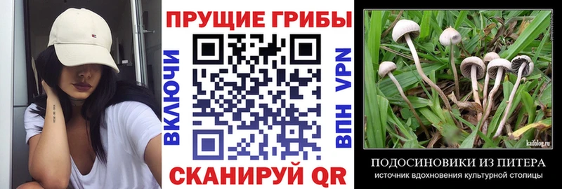 Галлюциногенные грибы Psilocybine cubensis  где купить наркоту  Юрьевец 